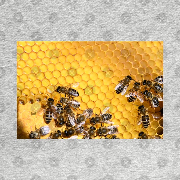 Honey honeycomb / Swiss Artwork Photography by RaphaelWolf